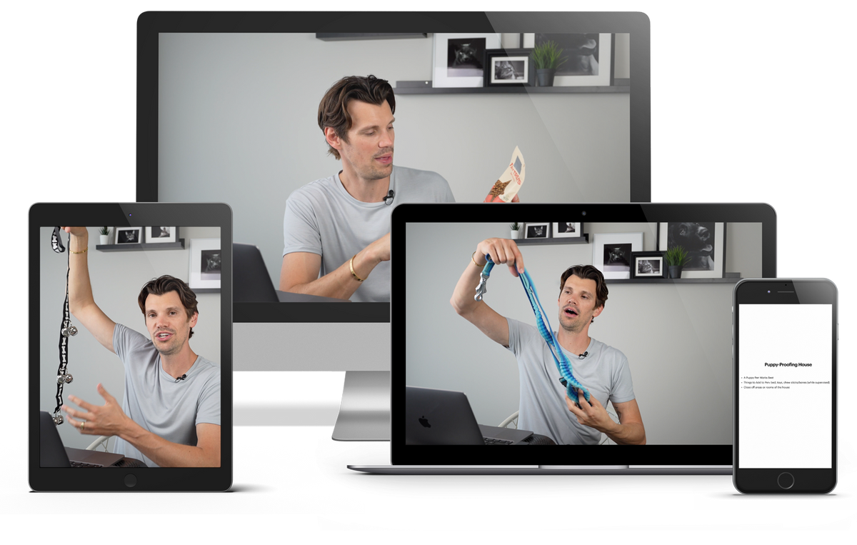 "Never Clean Up Dog Accidents Again!" Training