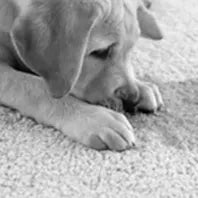 Dog smelling a carpeted surface